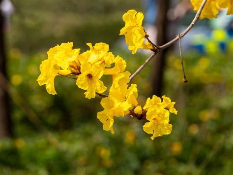 黃鐘花風水|香港風鈴木好去處/花期/交通一覽 黃花風鈴木/紫花風鈴木情報